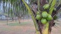 Close up fresh green coconuts cluster on the coconut tree at beach Royalty Free Stock Photo