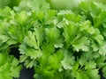 close up fresh green coriander leaves for cooking