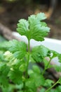 Fresh green Coriandrum sativum tree in nature garden