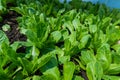 Close up of Fresh green cos organic vegetable farm and garden Healthy food Royalty Free Stock Photo