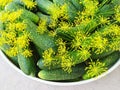 Close-up of fresh green cucumbers and dill