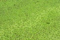 Green duckweed texture Royalty Free Stock Photo