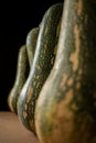 Close up of fresh and green elongated pumpkin