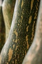 Close up of fresh and green elongated pumpkin