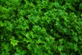 Fresh green fern selaginella involvens on the ground Royalty Free Stock Photo