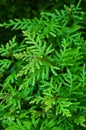 Fresh green fern selaginella involvens on the ground Royalty Free Stock Photo