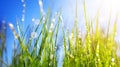 Close-up fresh green grass background in sunny summer day Royalty Free Stock Photo