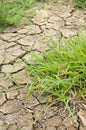 Fresh green grass on dry soil in nature garden Royalty Free Stock Photo