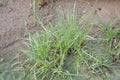 Fresh green grass on dry soil in nature garden Royalty Free Stock Photo