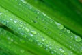 Close-up of fresh green grass with large drops of dew Royalty Free Stock Photo