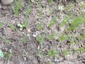 Fresh green Green Shallot plant on the ground Royalty Free Stock Photo