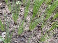 Fresh green Green Shallot plant on the ground Royalty Free Stock Photo