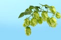 Close up fresh green hop bine branch over blue sky Royalty Free Stock Photo