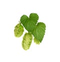 Close up fresh green hops isolated on white Royalty Free Stock Photo