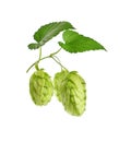 Close up fresh green hops isolated on white Royalty Free Stock Photo