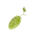 Close up fresh green hops isolated on white Royalty Free Stock Photo