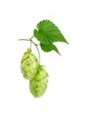 Close up fresh green hops isolated on white Royalty Free Stock Photo