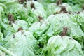 Close up fresh green iceberg lettuce with roots. Royalty Free Stock Photo