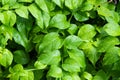 Fresh green leaf in the garden