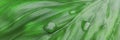 Close-up of fresh green leaf surface with water droplets in detail Royalty Free Stock Photo