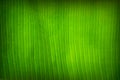 Close up of fresh green banana leaf texture background Royalty Free Stock Photo