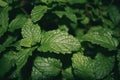 Close up of fresh green leaves