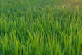 Close up fresh green leaves with drops of dew Royalty Free Stock Photo