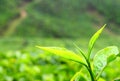 Close up of Fresh Green Leaves of Indian Tea Plant - Camellia Sinensis in Tea Estate Royalty Free Stock Photo
