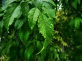 Fresh Green Leaves on Tree with Rain Droplets with Selective Focus Royalty Free Stock Photo