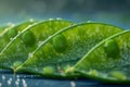 Close Up of Fresh Green Leaves with Water Droplets in Natural Light on a Blue Background, Dew on Foliage Royalty Free Stock Photo