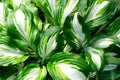 Close up of fresh green leaves with white stripes of Hosta Patriot plant. Botanical Foliage. Nature Background.