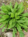 Close up of fresh green leaves with white stripes of Hosta Patriot plant. Botanical Foliage. Nature Background
