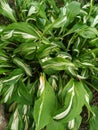 Close up of fresh green leaves with white stripes of Hosta Patriot plant. Botanical Foliage. Nature Background