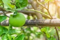 Close up fresh green lemon lime on tree in the garden, copy space Royalty Free Stock Photo