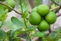 Close up fresh green lemon limes with water droplets on tree in the garden, copy space Royalty Free Stock Photo