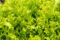 Close up of fresh green lettuce head Royalty Free Stock Photo