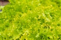 Close up of fresh green lettuce head Royalty Free Stock Photo