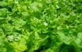 Close-up of Fresh green Lettuce leaves on a garden in the vegetable field. Royalty Free Stock Photo