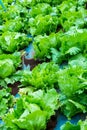 Close up of fresh green lettuce plant growing in agriculture far Royalty Free Stock Photo