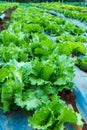 Close up of fresh green lettuce plant growing in agriculture far Royalty Free Stock Photo