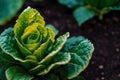 Close up of fresh green lettuce plant growing in organic vegetable garden. Vegetarian food. Vegetarianism. Generative AI Royalty Free Stock Photo