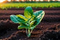 Close up of fresh green lettuce plant growing in organic vegetable garden. Vegetarian food. Vegetarianism. Generative AI Royalty Free Stock Photo