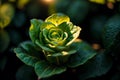 Close up of fresh green lettuce plant growing in organic vegetable garden. Vegetarian food. Vegetarianism. Generative AI Royalty Free Stock Photo