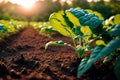 Close up of fresh green lettuce plant growing in organic vegetable garden. Vegetarian food. Vegetarianism. Generative AI Royalty Free Stock Photo