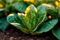 Close up of fresh green lettuce plant growing in organic vegetable garden. Vegetarian food. Vegetarianism. Generative AI Royalty Free Stock Photo