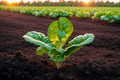 Close up of fresh green lettuce plant growing in organic vegetable garden. Vegetarian food. Vegetarianism. Generative AI Royalty Free Stock Photo