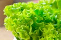 Close up of fresh green lettuce Royalty Free Stock Photo