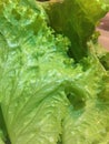 Close up of fresh green lettuce Royalty Free Stock Photo