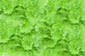 close up of fresh green lettuce salad leaves. Royalty Free Stock Photo