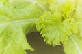 Close up fresh green lettuce salad in organic farm. Royalty Free Stock Photo